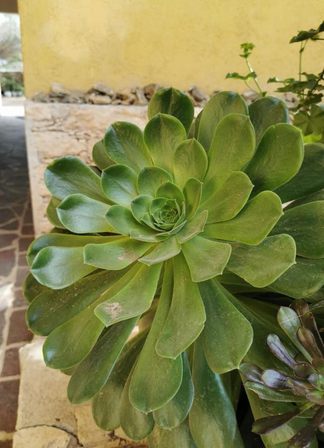 Posada Casa Del Minero Pozos  Eksteriør billede